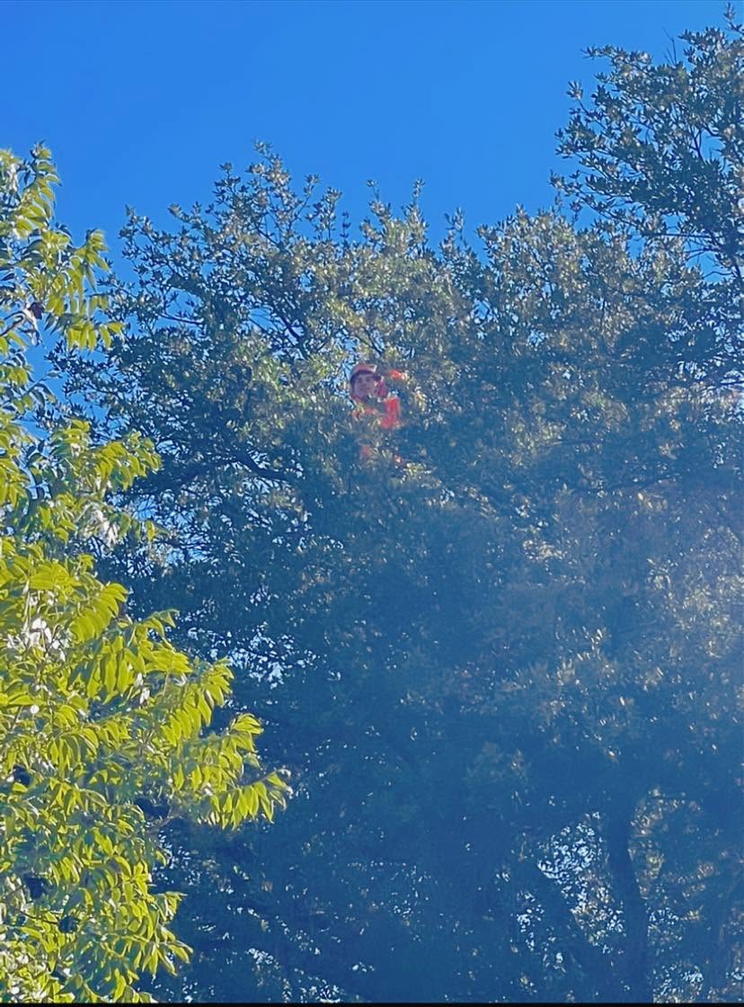 professional tree services