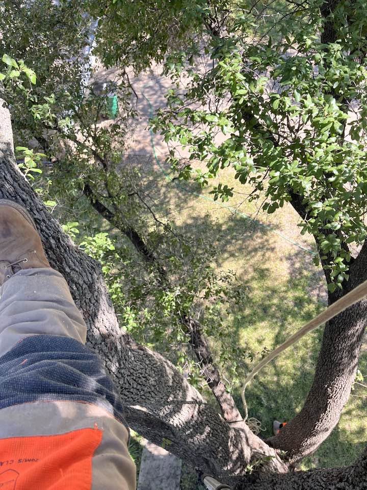 tree services