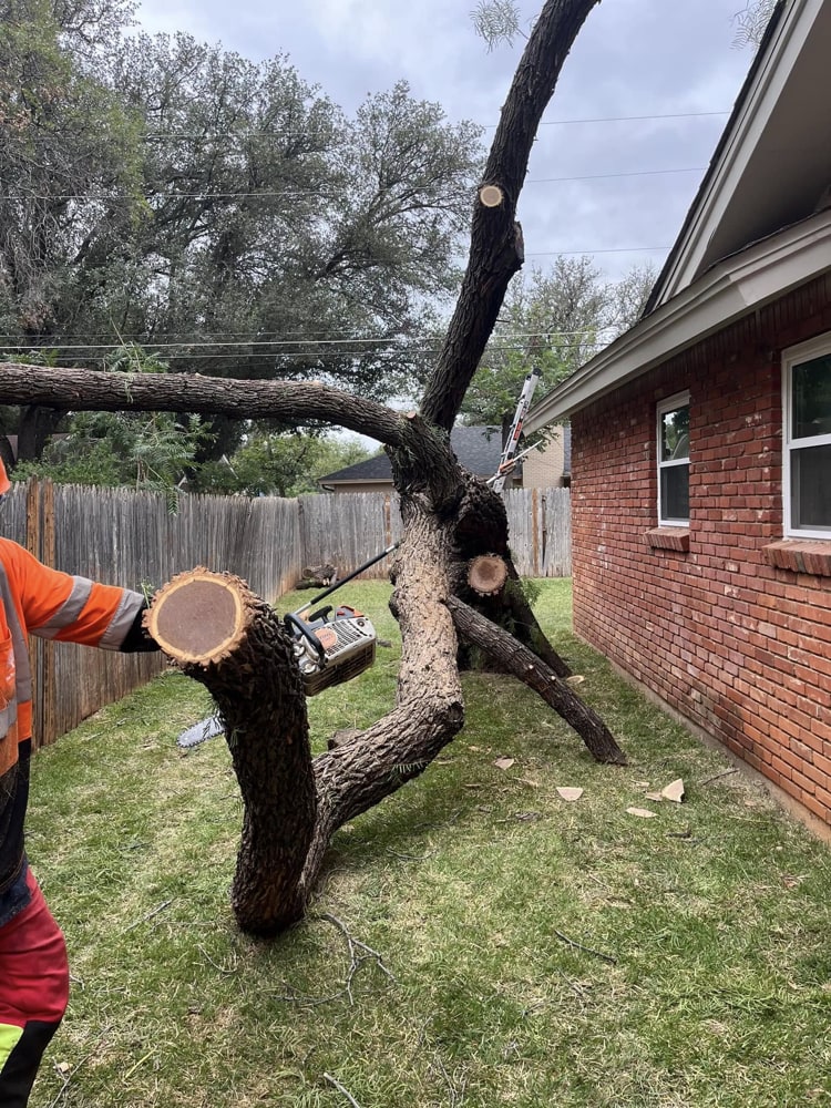 Tree removal service
