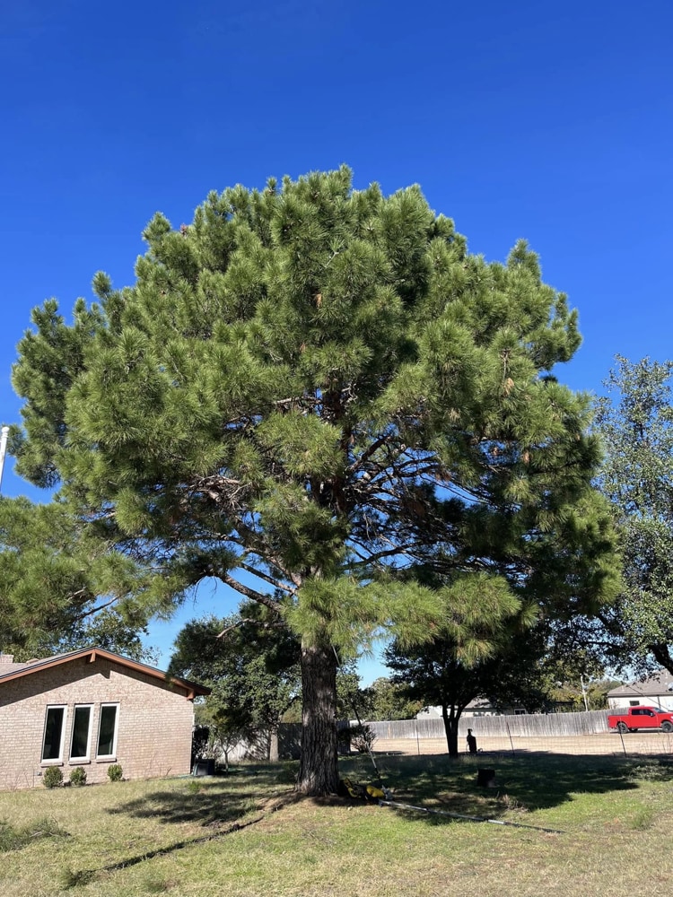 tree maintenance
