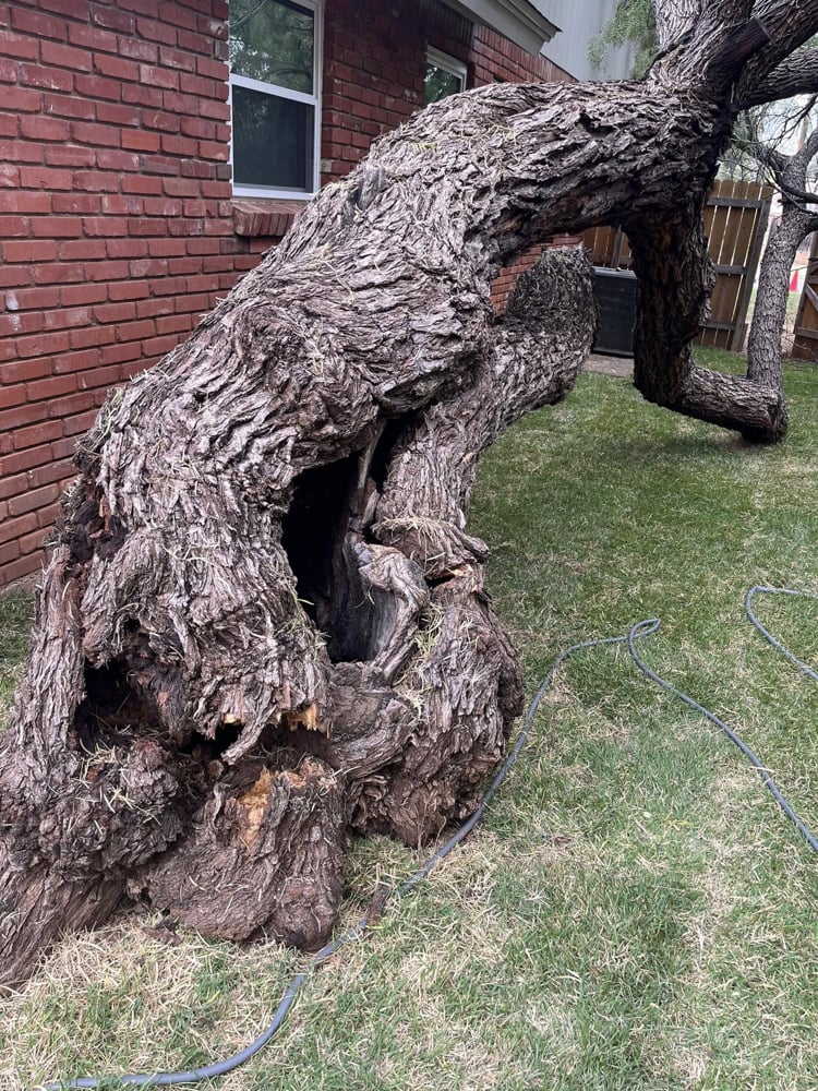 large tree removal