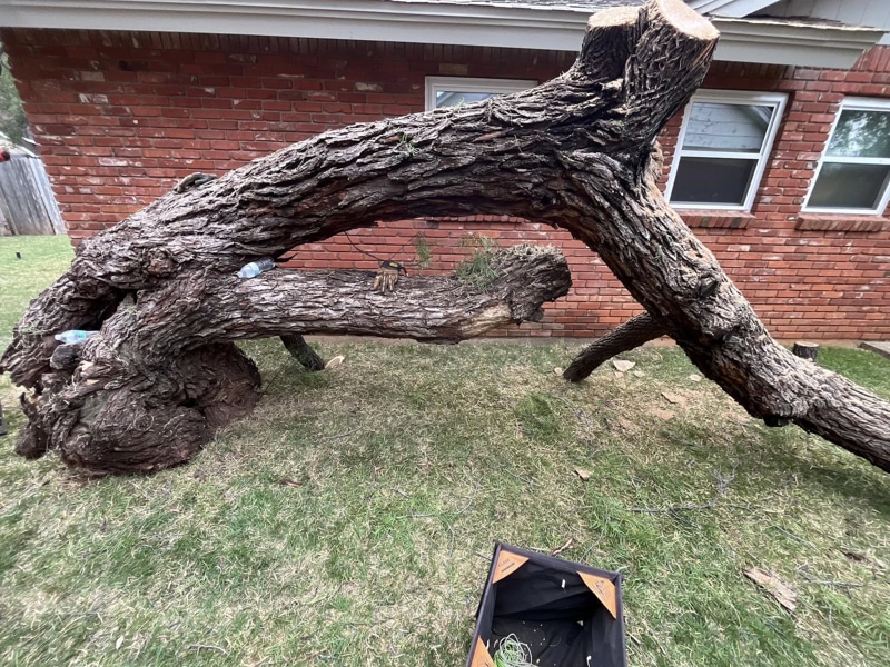 tree removal