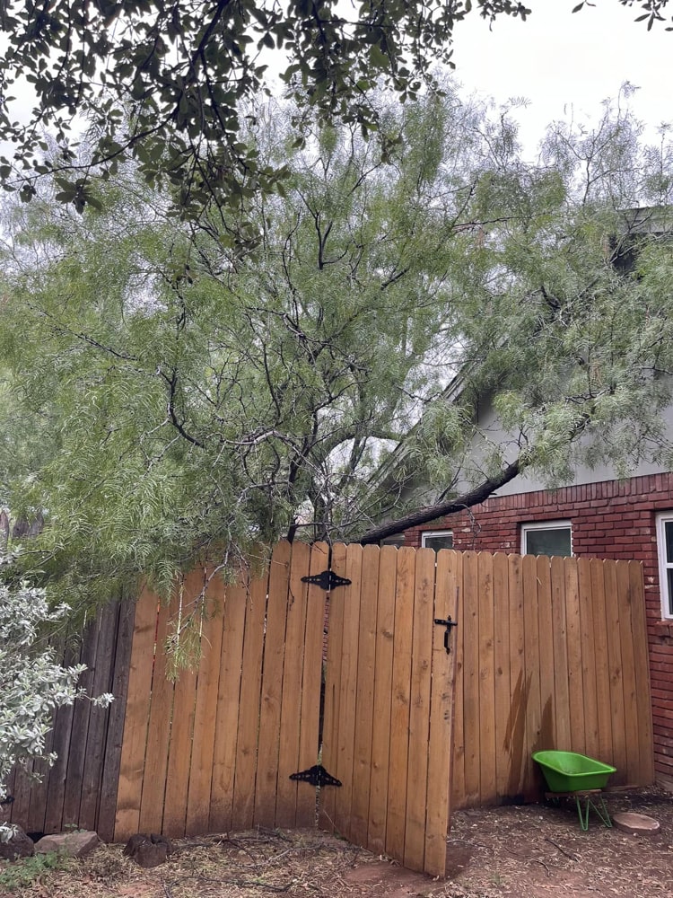 tree work