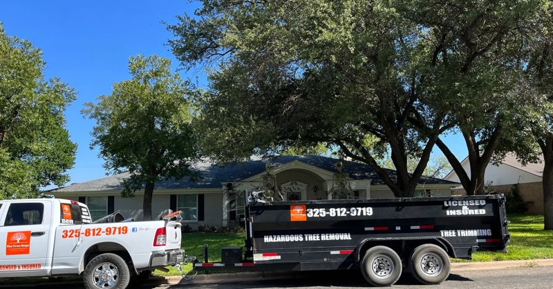 Professional tree work