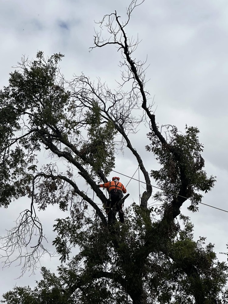 Tree Removal service