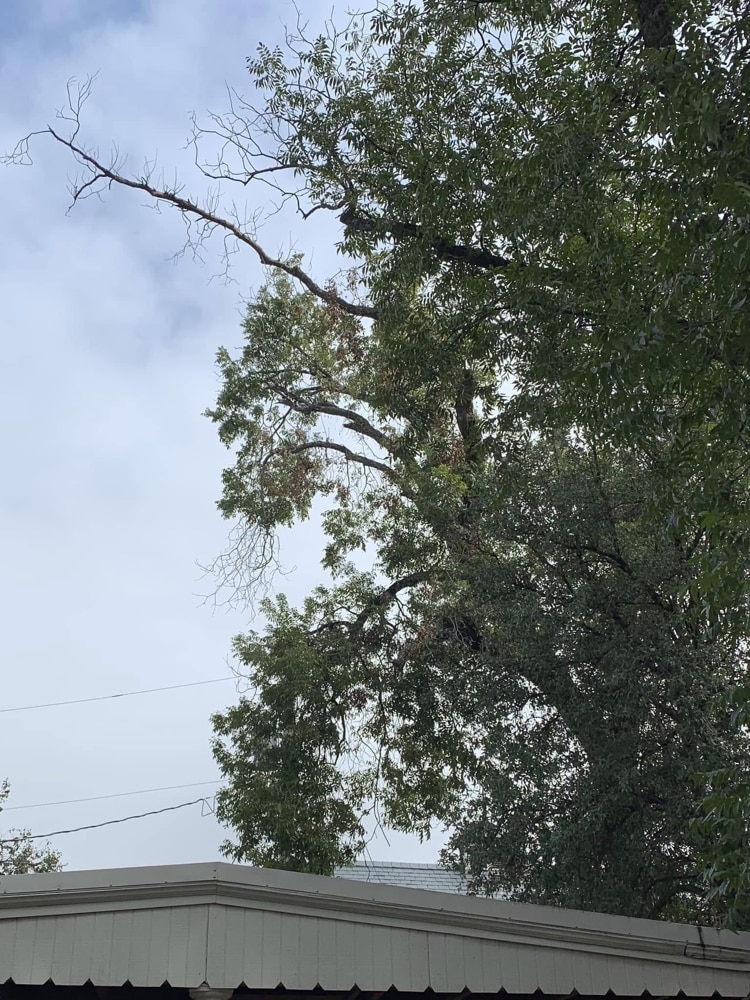 tree service