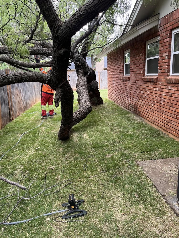 Tree Removal
