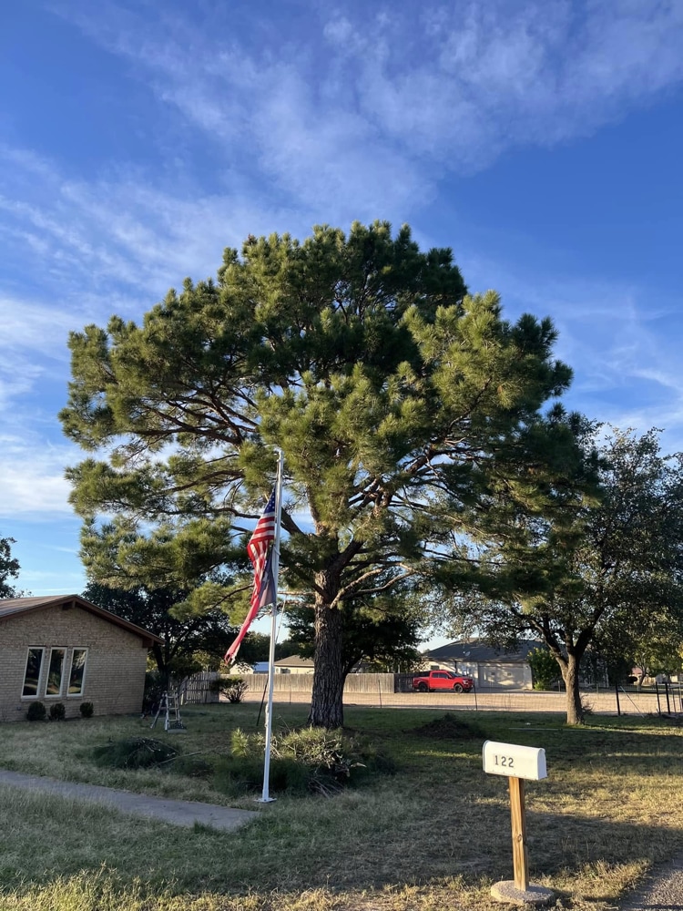 Tree Service