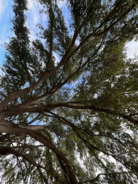 Tree Care