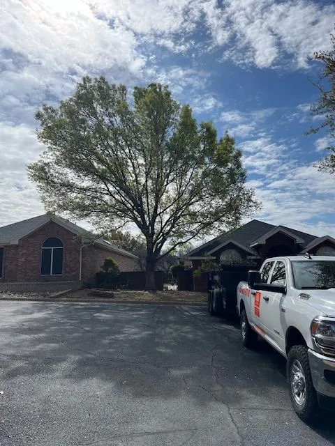 Professional Tree Maintenance service