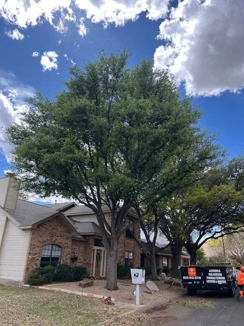 Tree Maintenance