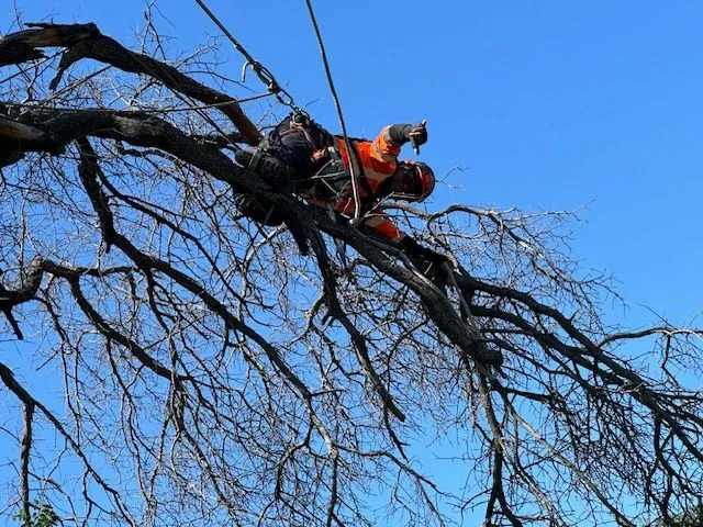 Tree Maintenance service