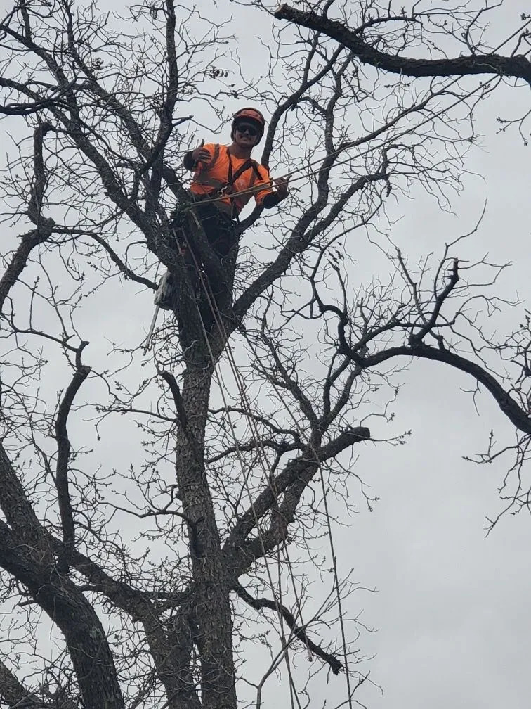 Tree Maintenance