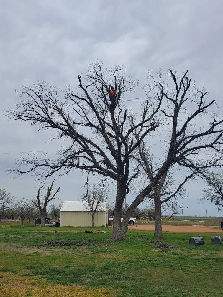 Tree cutting