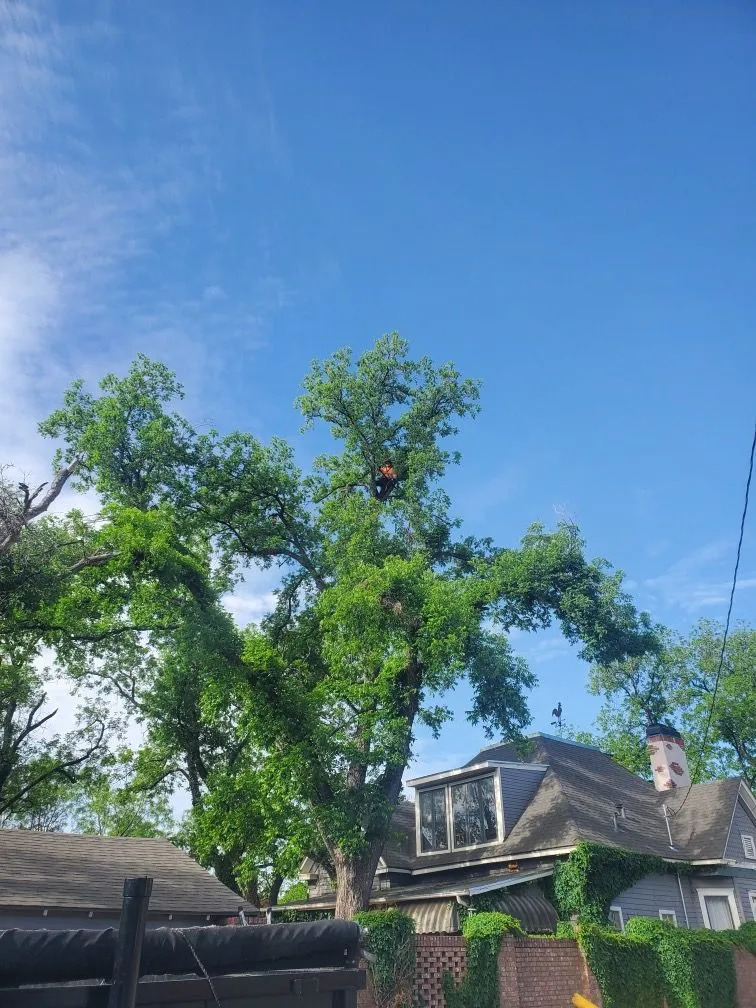 Tree services