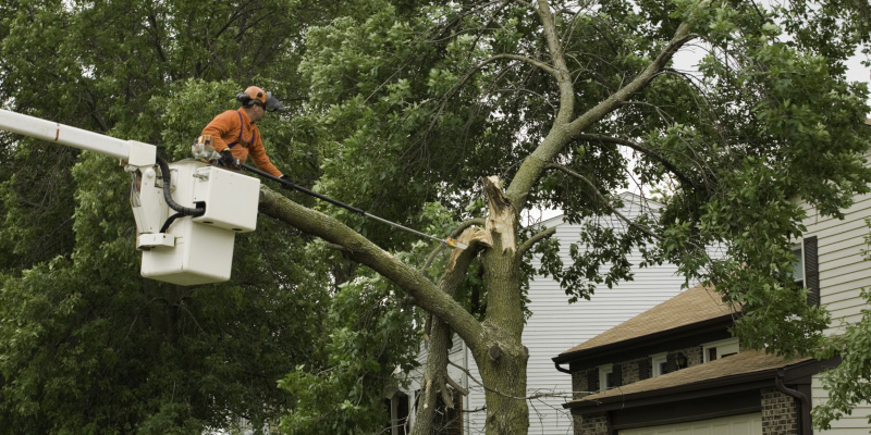 Tree Service in San Angelo, Texas