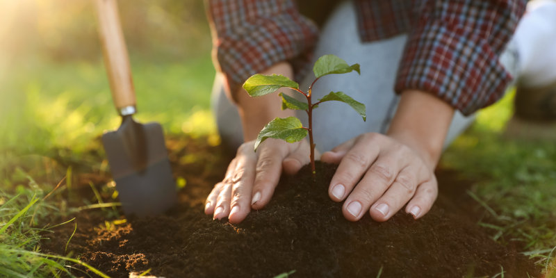 About The Tree Guys of WTX in San Angelo, Texas