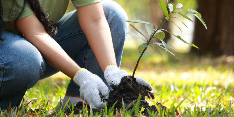 Tree Planting in San Angelo, Texas