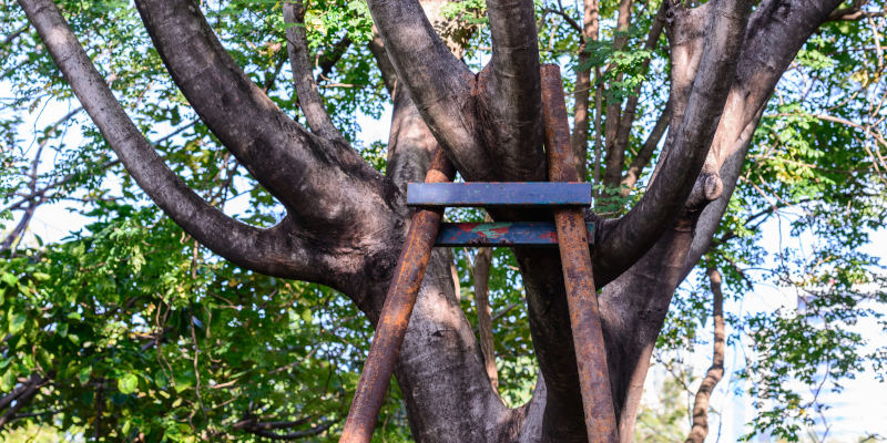 Tree Structural Support in San Angelo, Texas