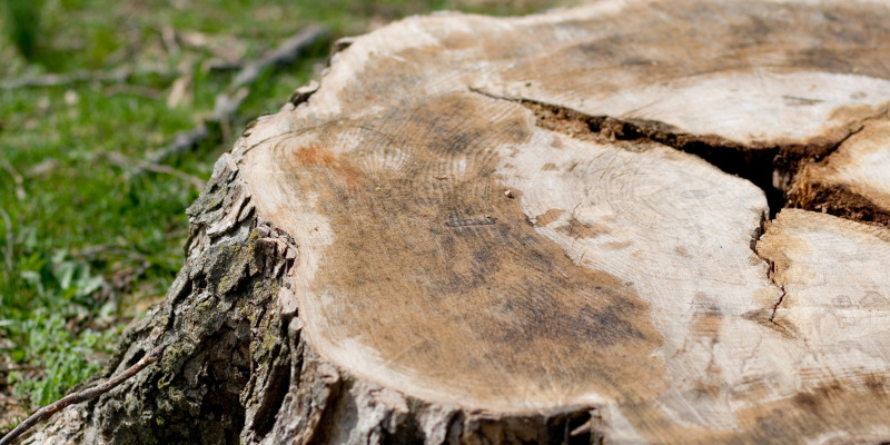 4 Reasons Professional Stump Removal Is a Smart Choice